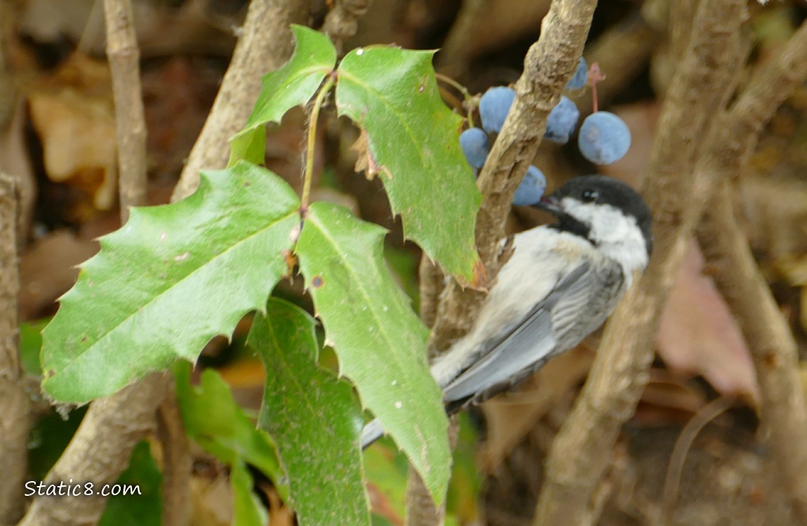 Chickadee standing next to some Oregon Grape fruits and leaves hanging from the plant