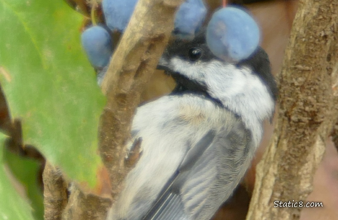 Chickadee standing next to some Oregon Grape fruits and leaves hanging from the plant