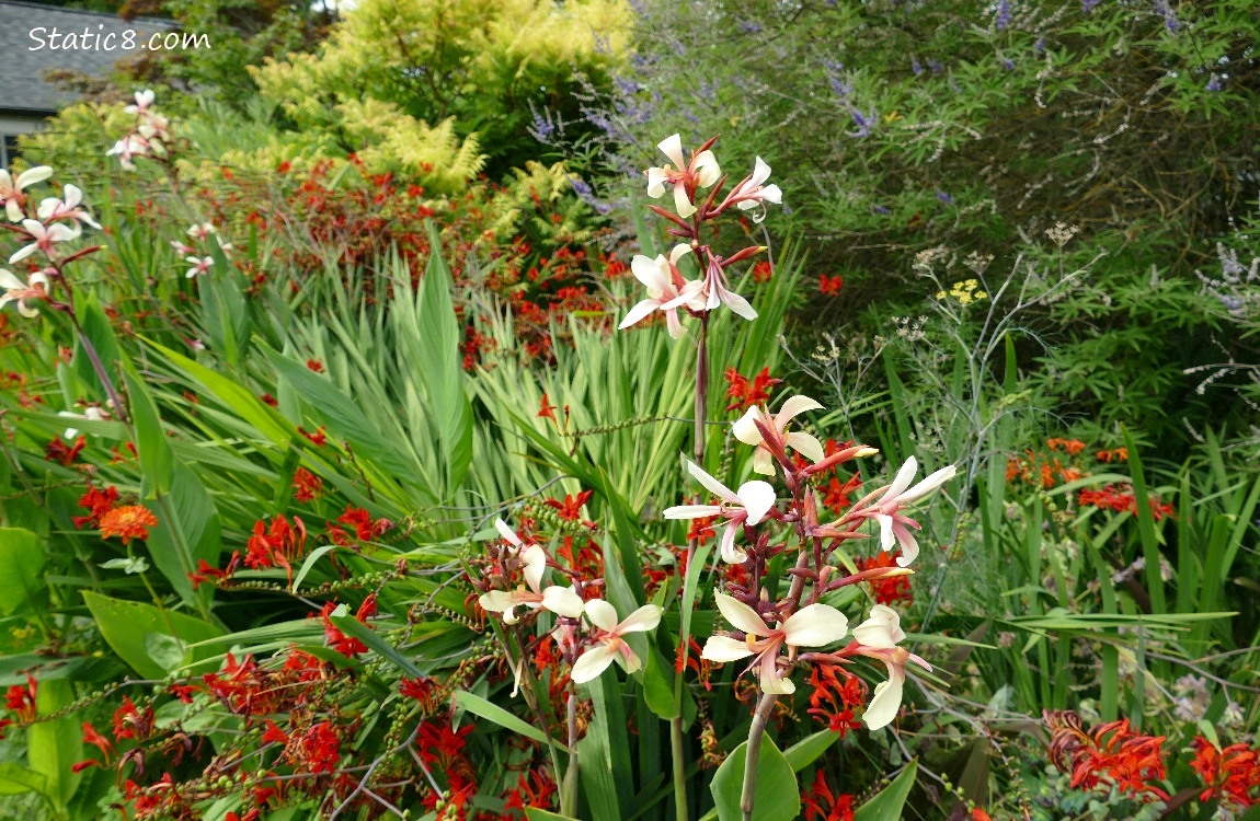 White and red flower blooms