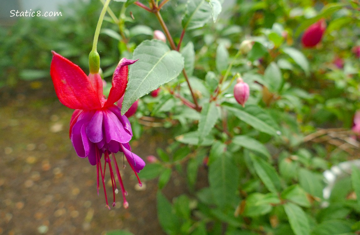 Pink Fuchsia bloom hanging from the plant, which has small buds in the background