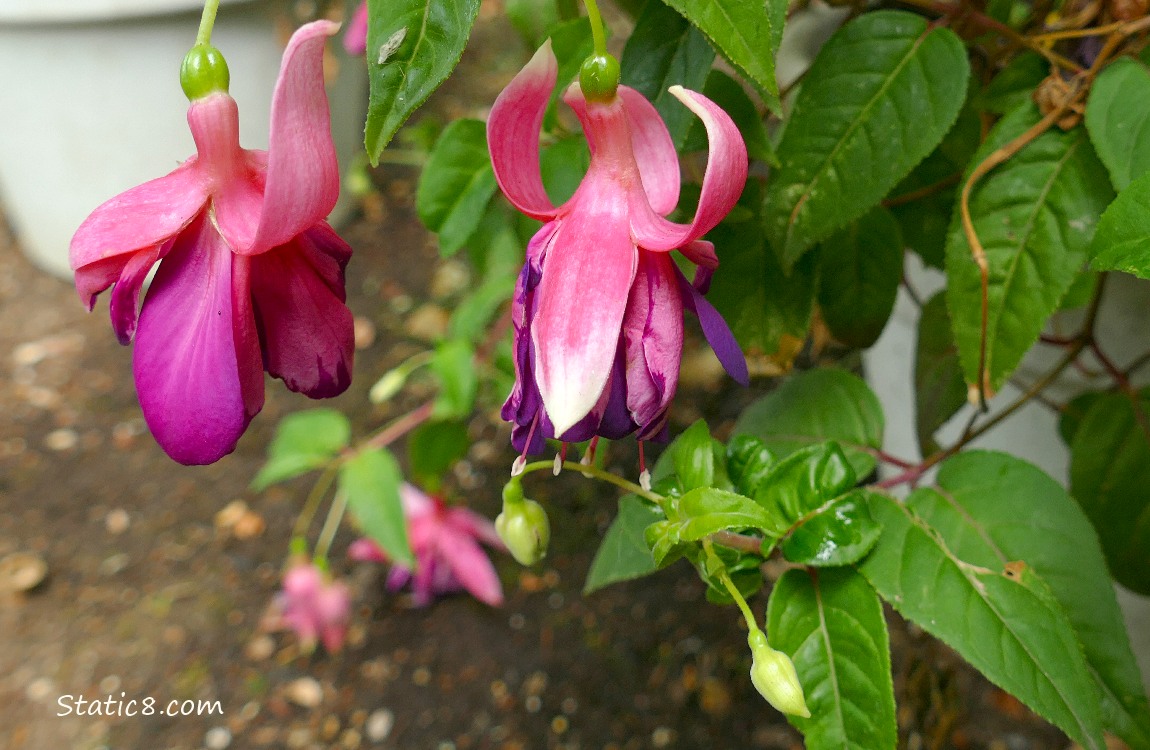 Pink Fuchsia blooms hanging from the plant