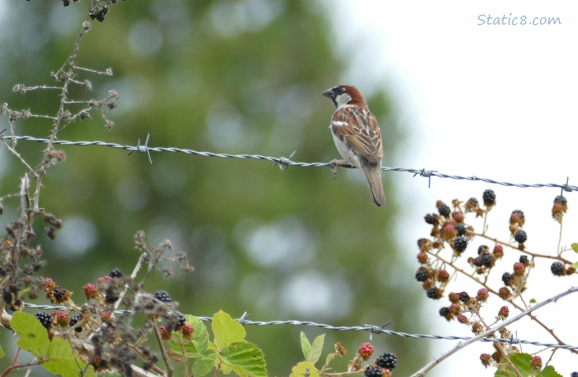 House Sparrow standing on a barbed wire fence, with blackberry plants beneath