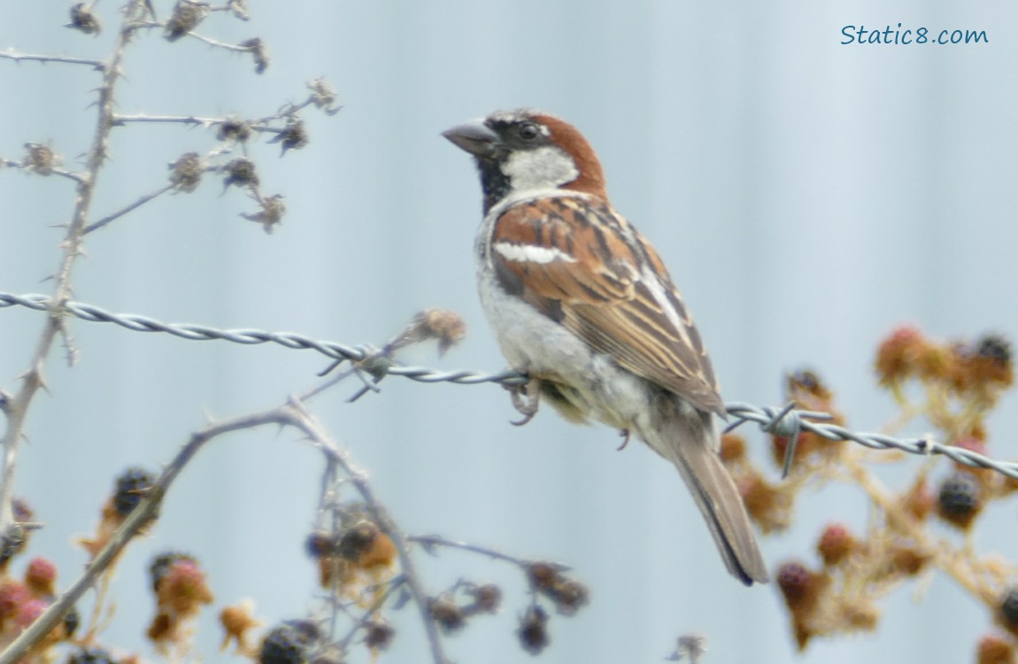 House Sparrow standing on a barbed wire fence, with blackberry plants beneath