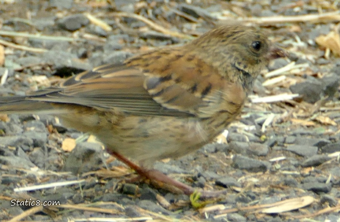 Juvenile Sparrow standing on the path