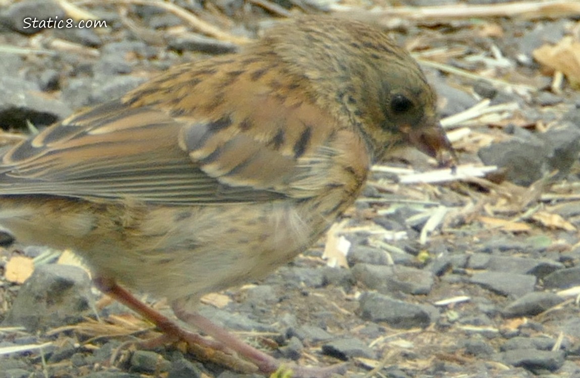 Juvenile Sparrow standing on the path