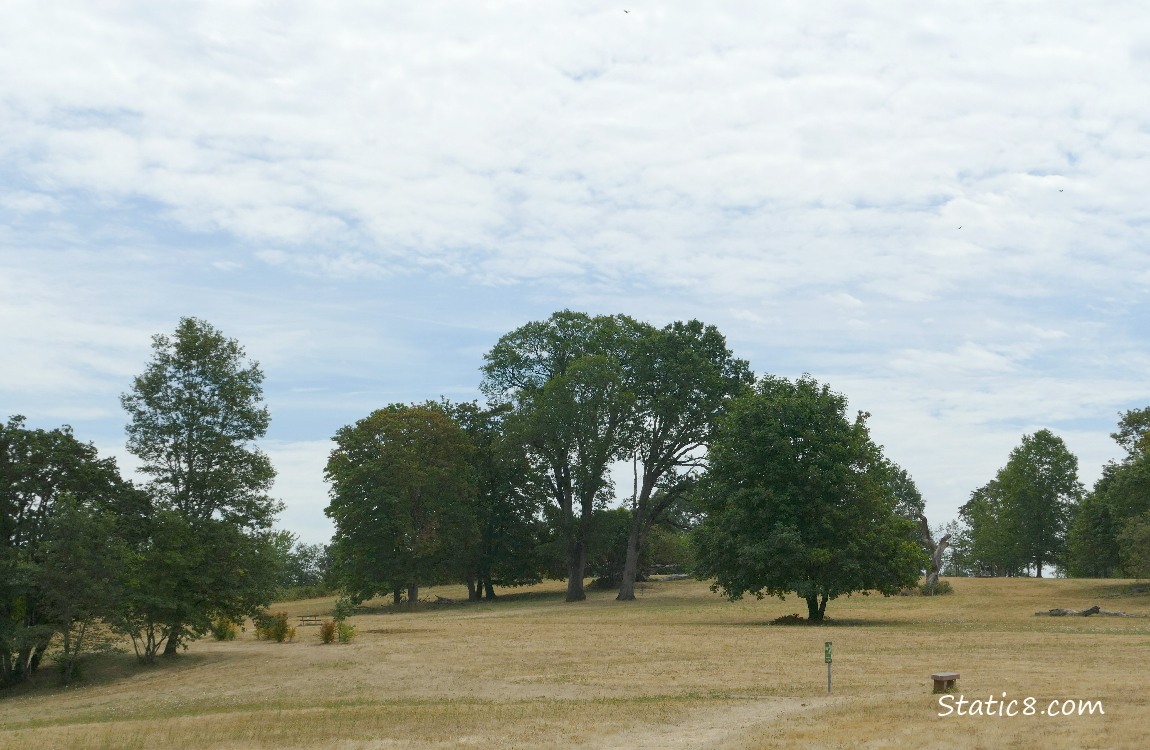 Trees on a hill, white clouds above