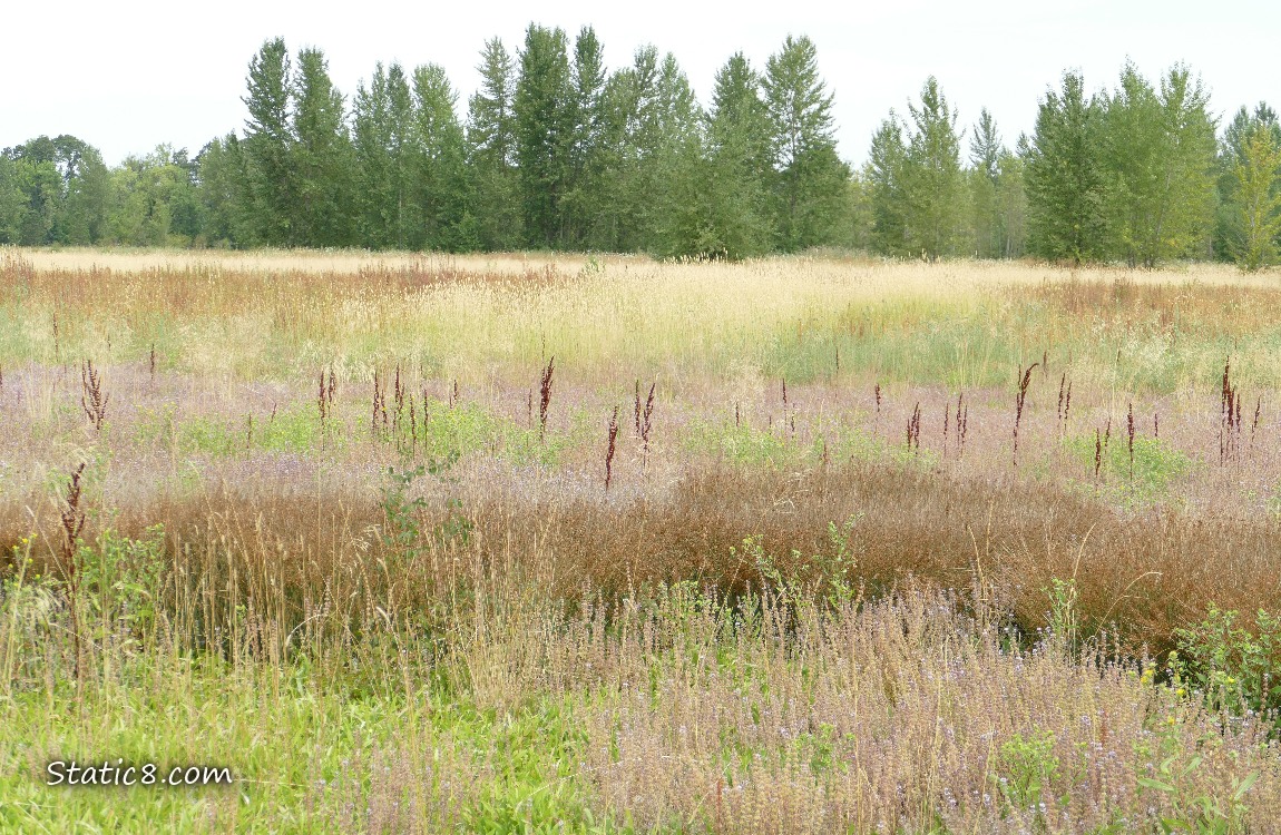 Prairie of different coloured grasses with trees in the distance and grey sky overhear