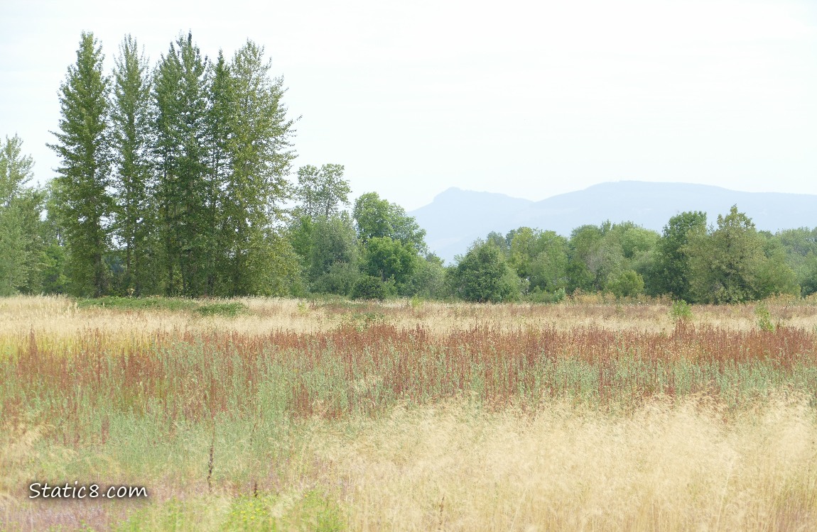 Prairie of different coloured grasses with trees in the distance and grey sky overhear