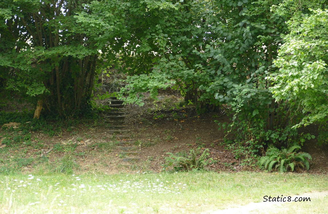 Steps coming down from a tree lined bank