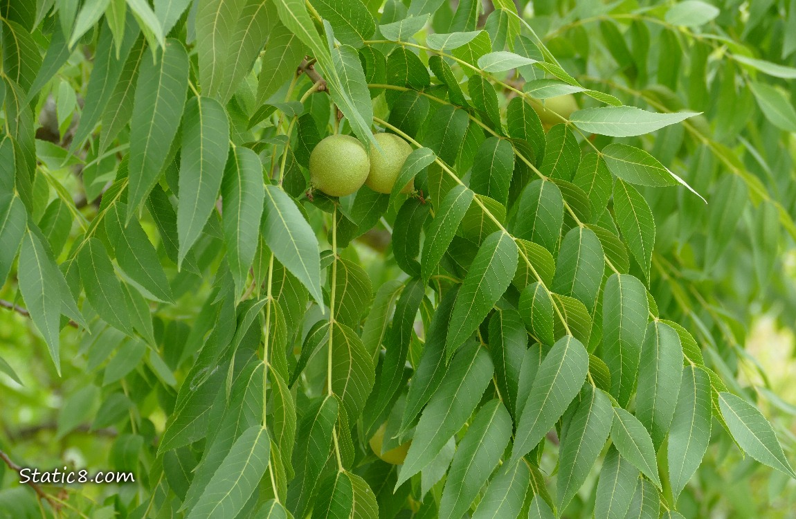 Walnut tree leaves with two fruits ripening