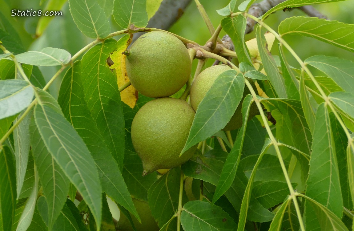 Close up of Walnut fruits hanging amongst the leaves