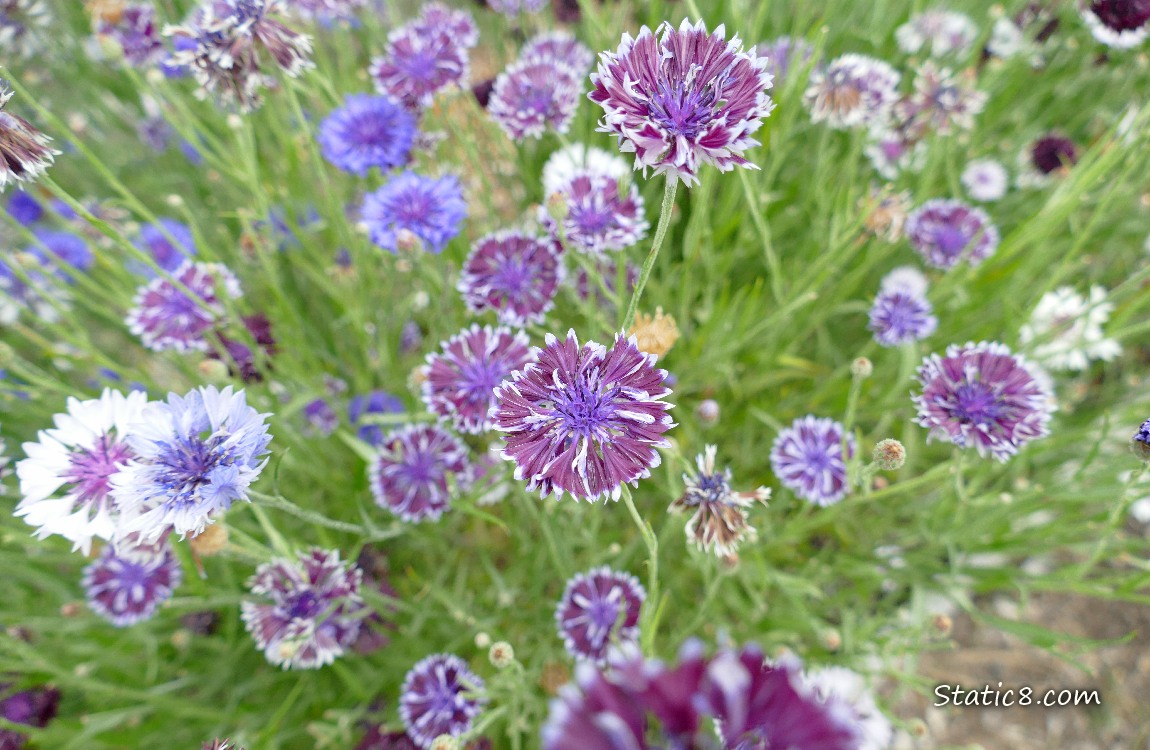 Bachelor Button blooms in various colours of purple and white