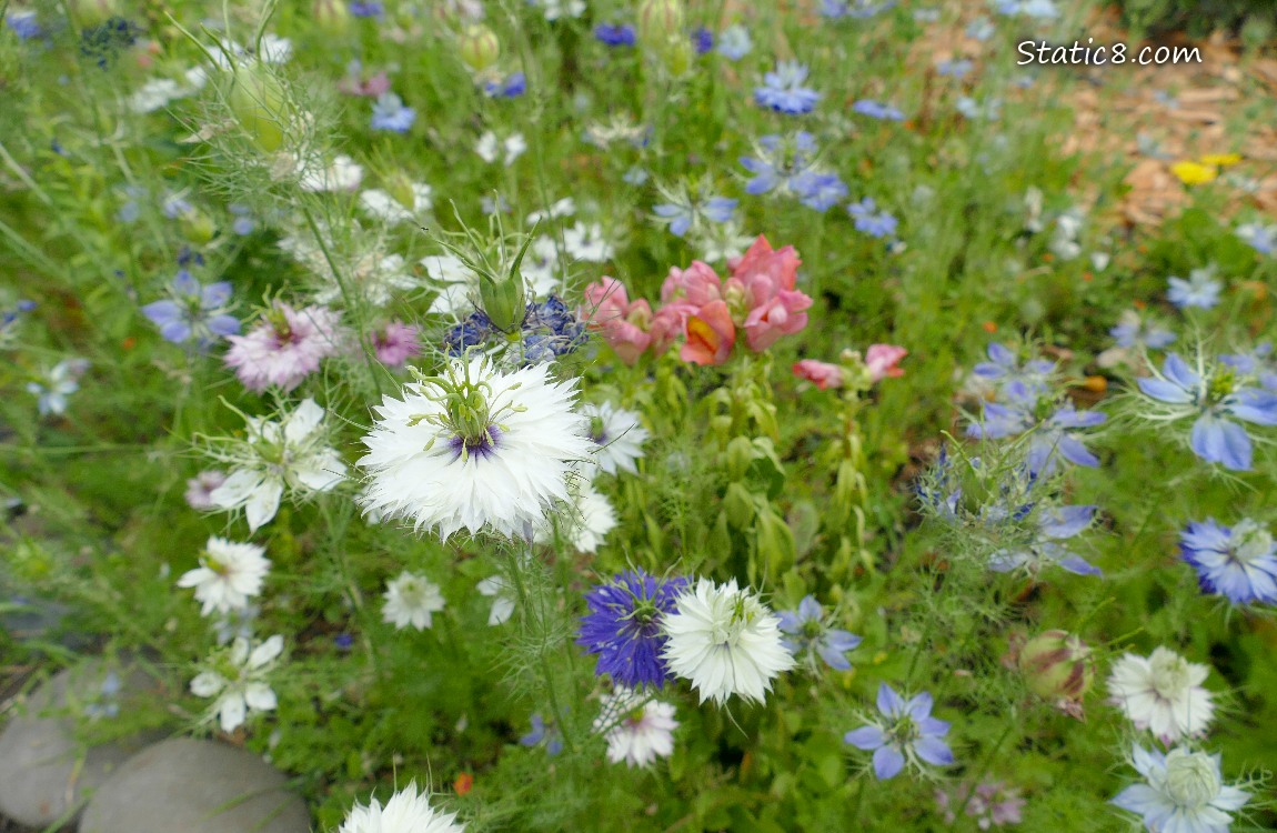 Bachelor Button blooms in white and blue