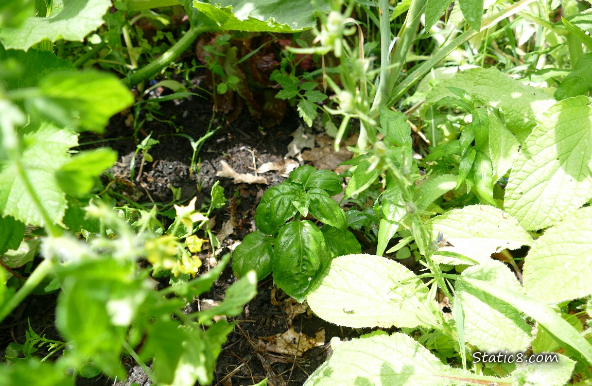 Small Basil plant surrounded by other plants