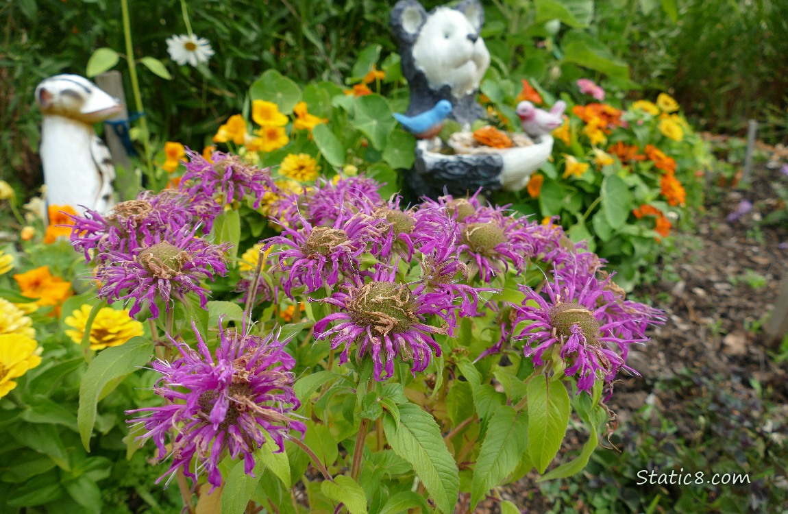 Purple Bee Balm blooms with a bear statue and Nasturtiums