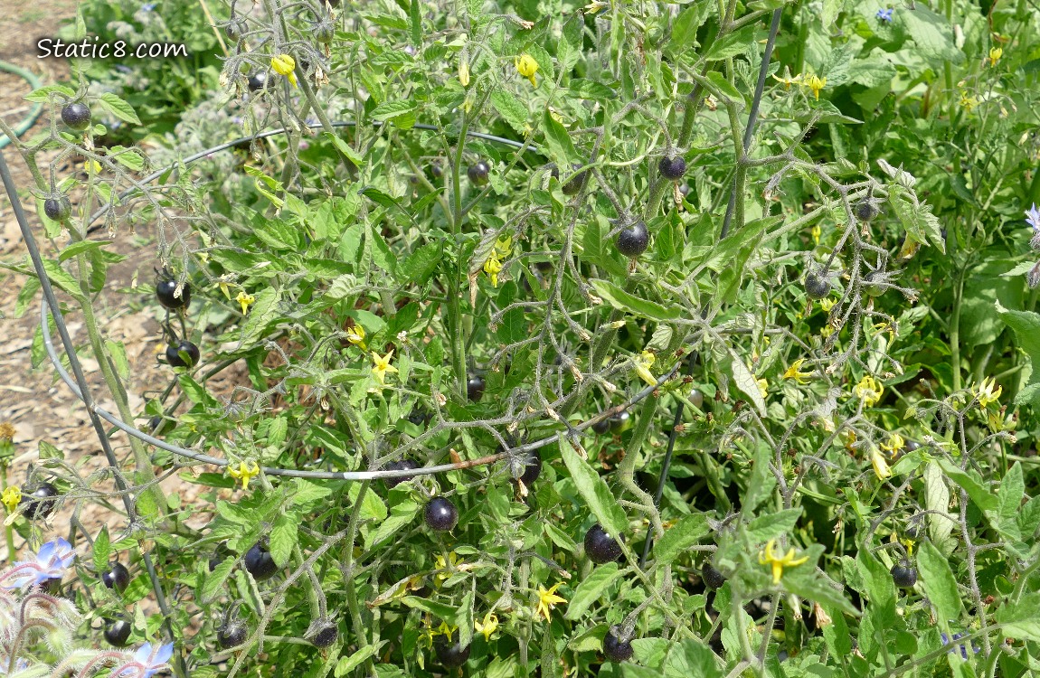 Tomato plant with black fruits and yellow flowers