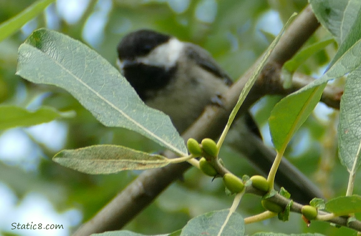 Blurry Chickadee standing on a twig, behind some leaves