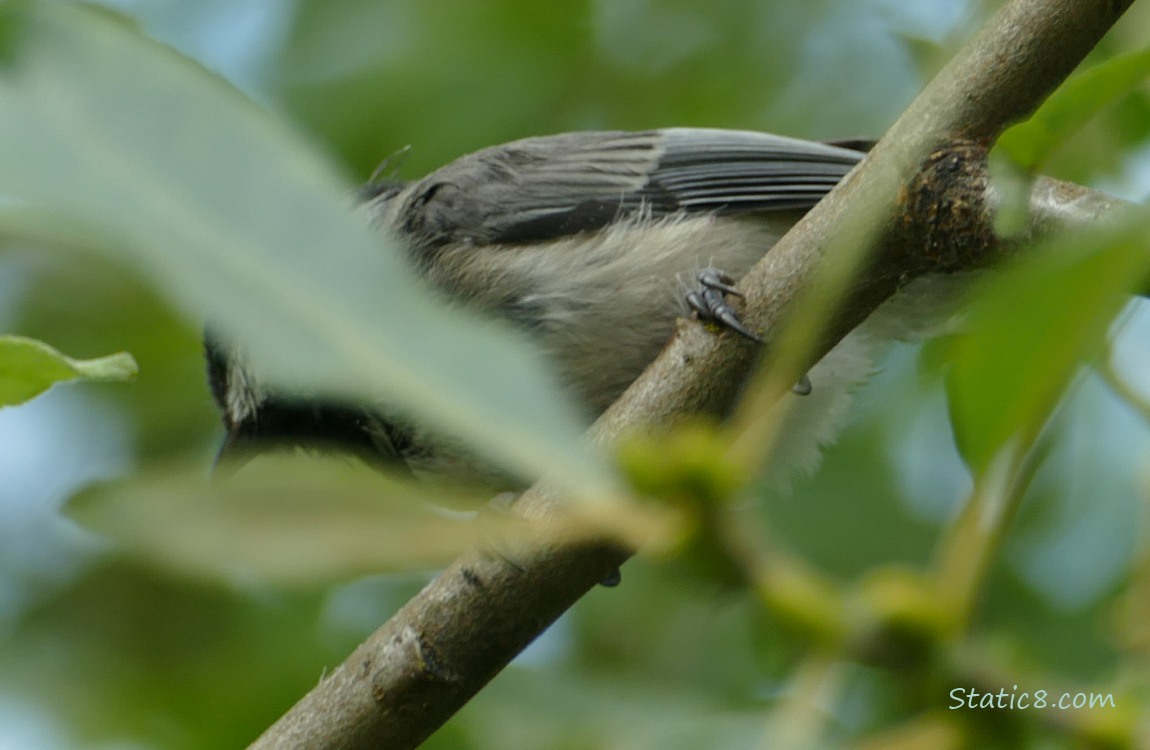 Blurry Chickadee standing on a twig, behind some leaves