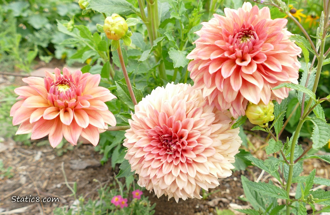 Pink Dahlia blooms