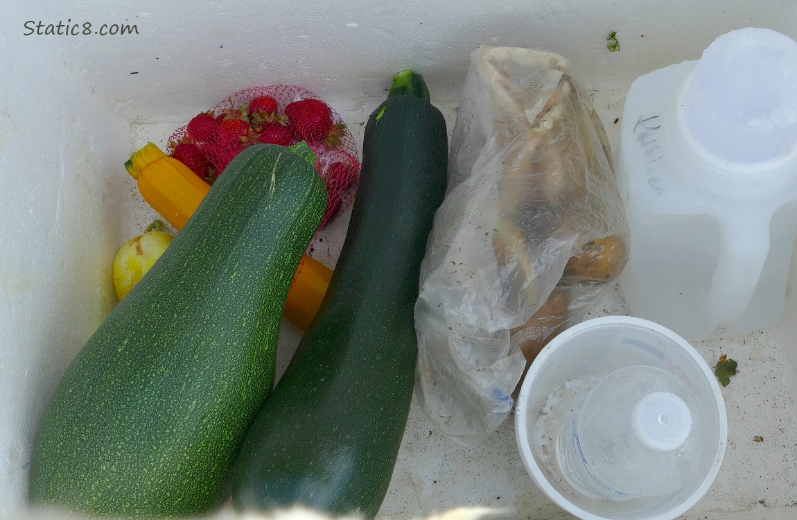 Veggies in a styrofoam cooler