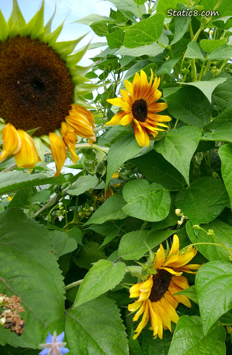 Sunflowers blooming next to bean plant leaves