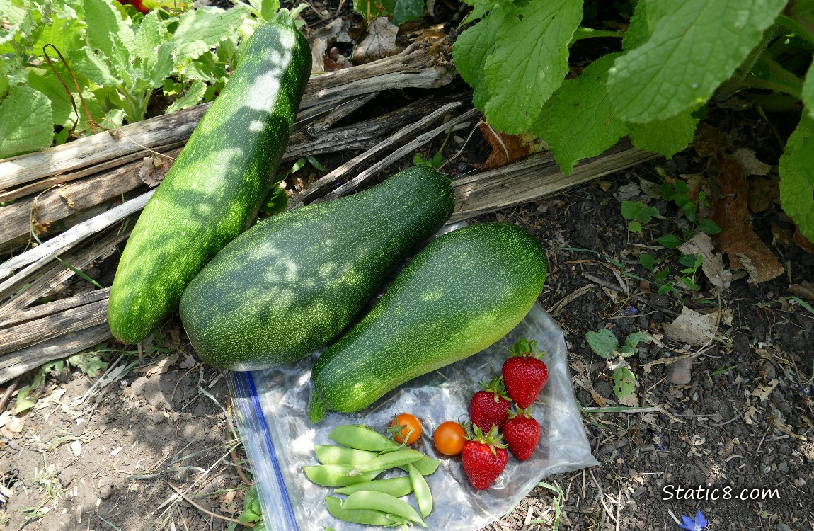 Harvested veggies laying on the ground