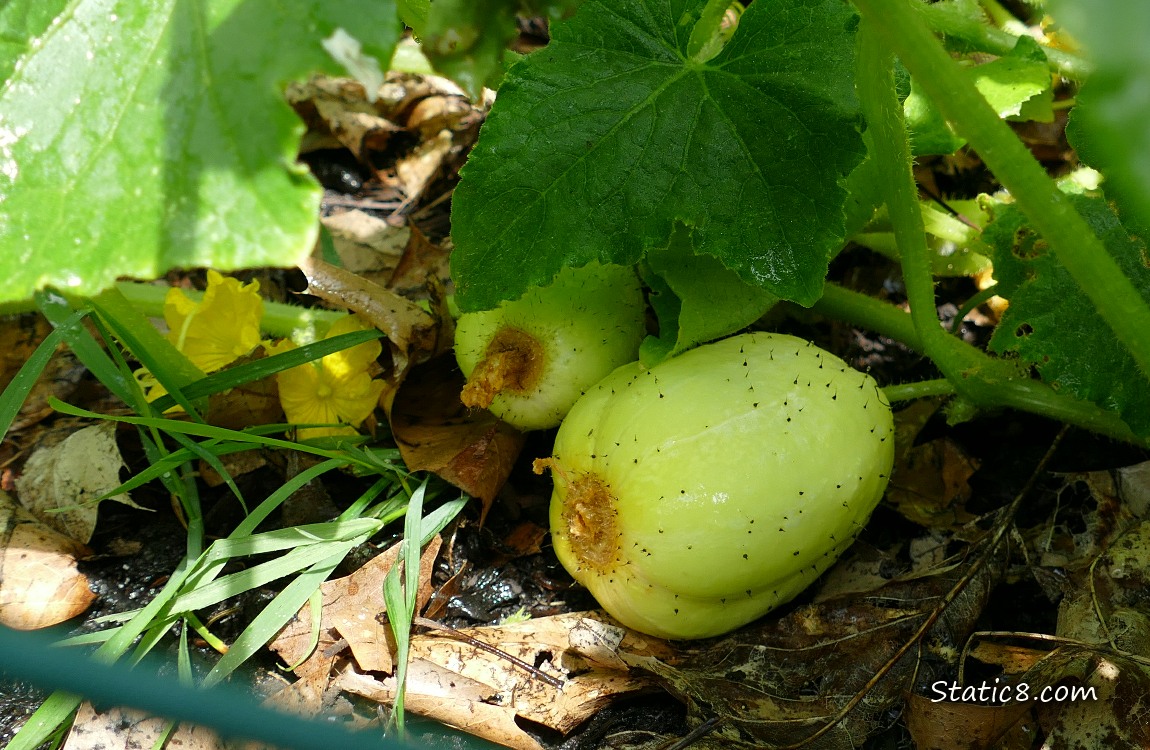 Lemon Cucumber fruits ripening under the leaves