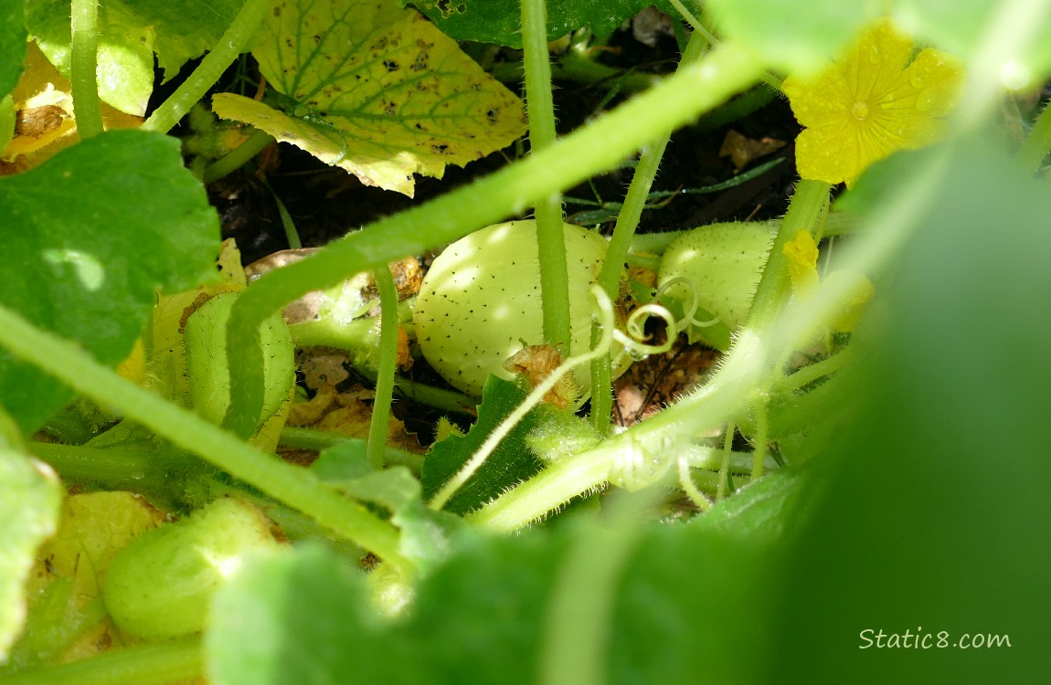 Lemon Cucumber fruits ripening under the leaves