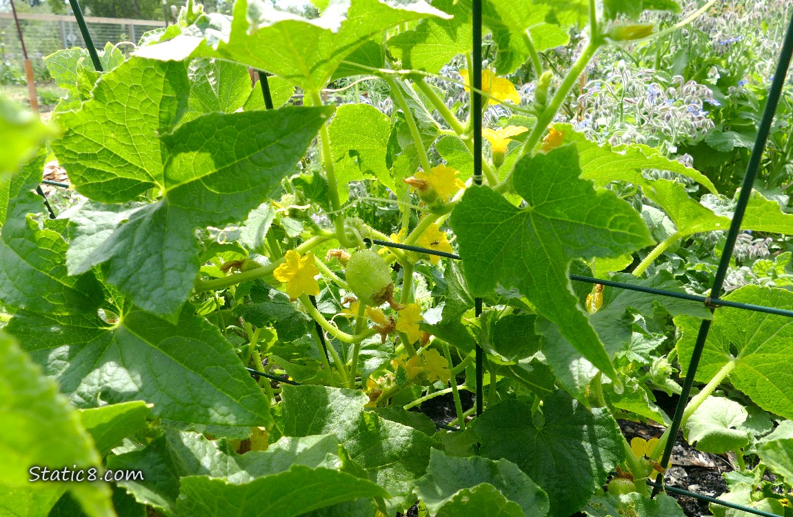 Lemon Cucumber fruit ripening on a plant on a wire trellis