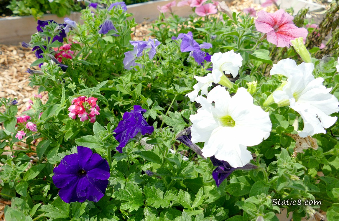 Petunia plants with blooms
