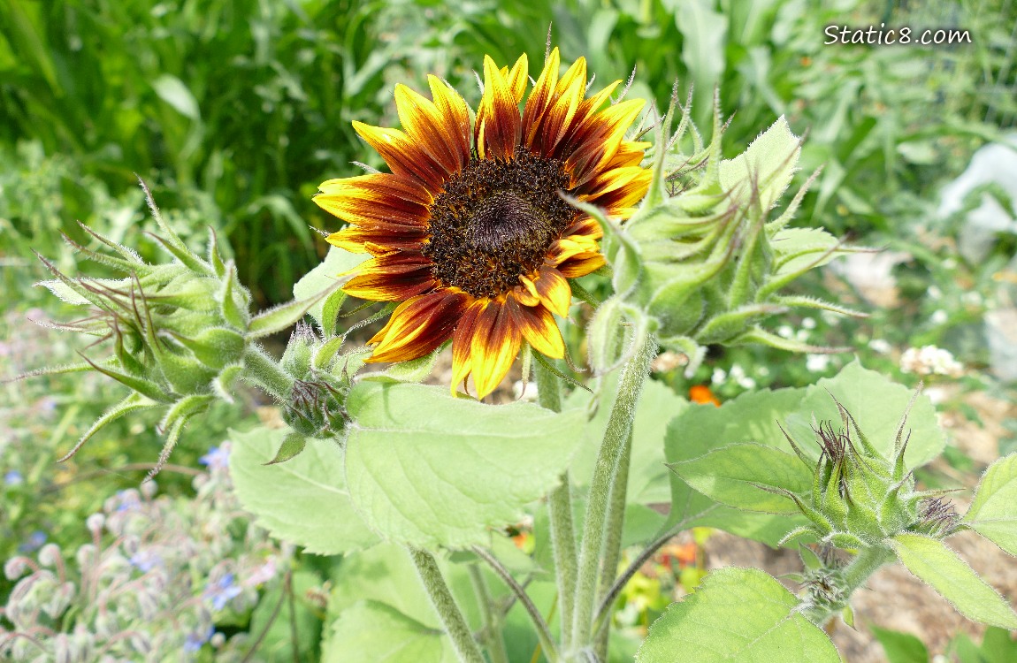 Sunflower bloom in a garden