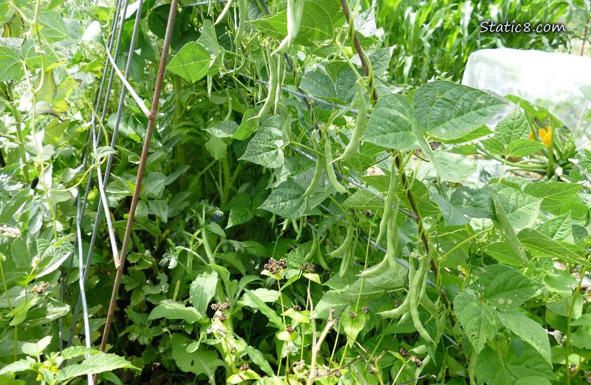 Beans hanging from plants on a wire trellis