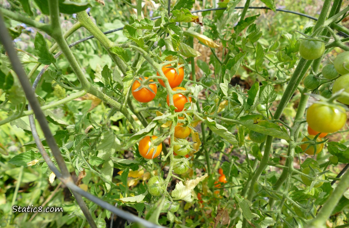 Orange cherry tomatoes ripening on the vine