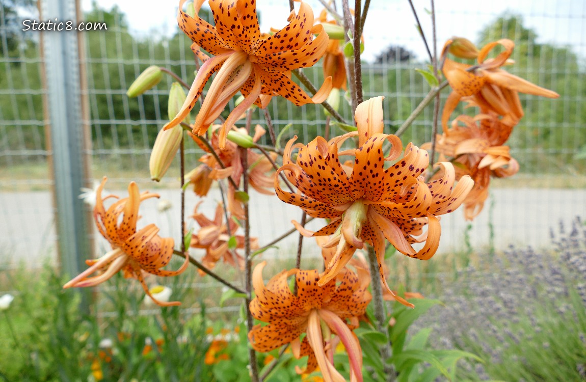 Tiger Lily Blooms in front of a wire fence