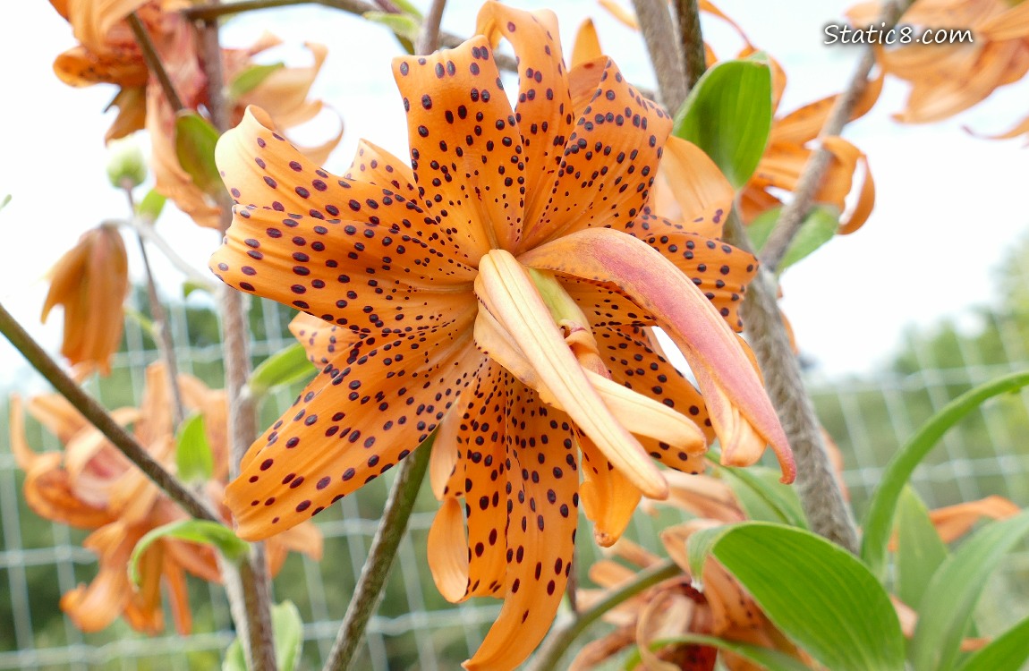 Close up of a Tiger Lily bloom with other blooms in the background