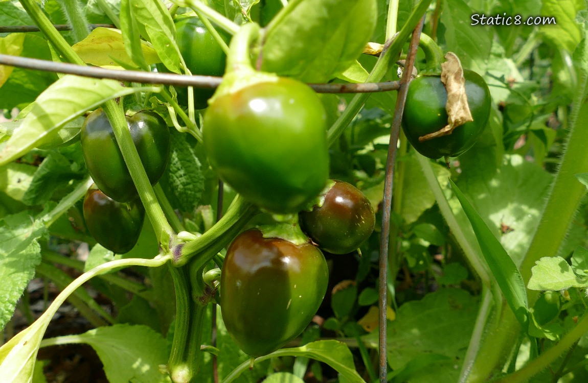 Pepper fruits ripening on the plant