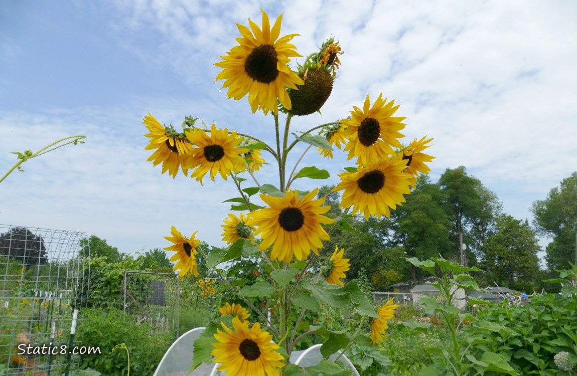 Sunflower blooms in a garden plot, blue and white sky above
