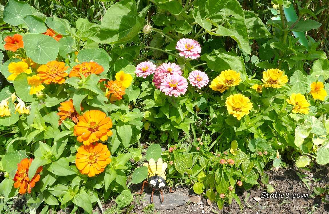 Zinnia blooms and Nasturtium plants and blooms with a bee statue