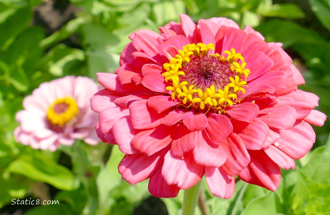 Close up of two pink zinnia blooms surrounded by green