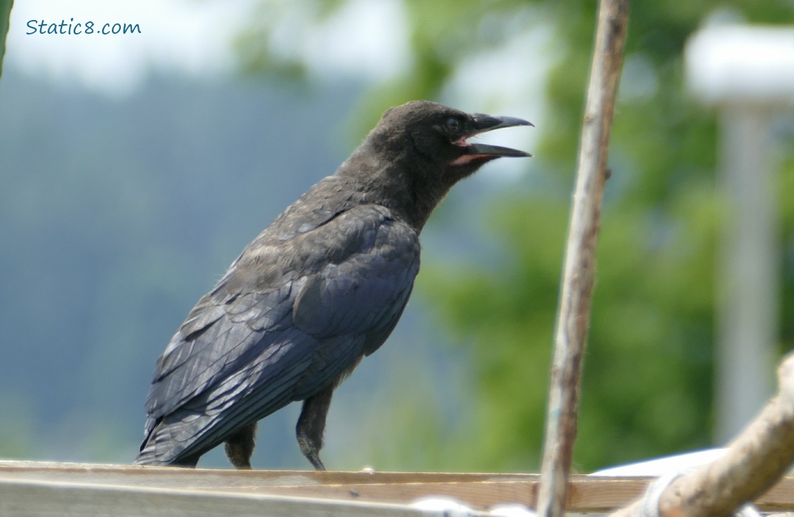 Crow standing on a wooden beam