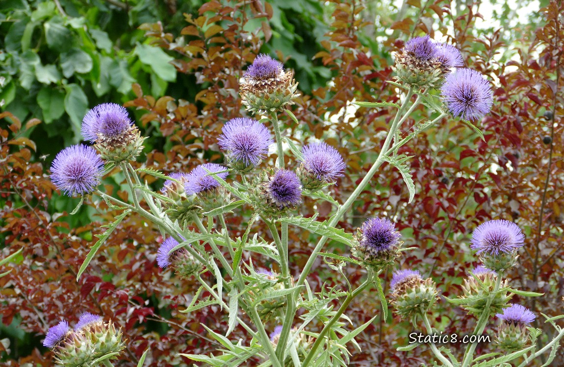 Artichoke blooms in front of a plum tree with red leaves
