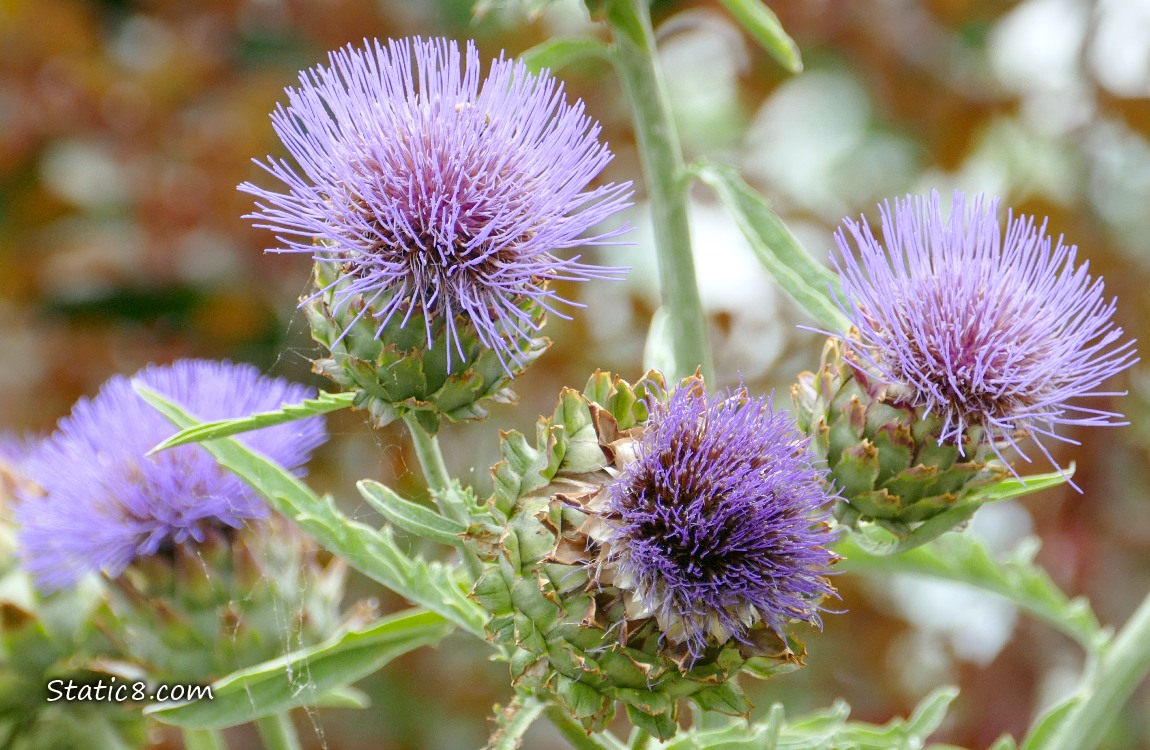 Close up of Artichoke blooms in front of a plum tree with red leaves