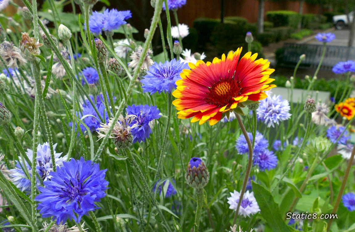 Blanket flower bloom with many blue Bachelor Button blooms