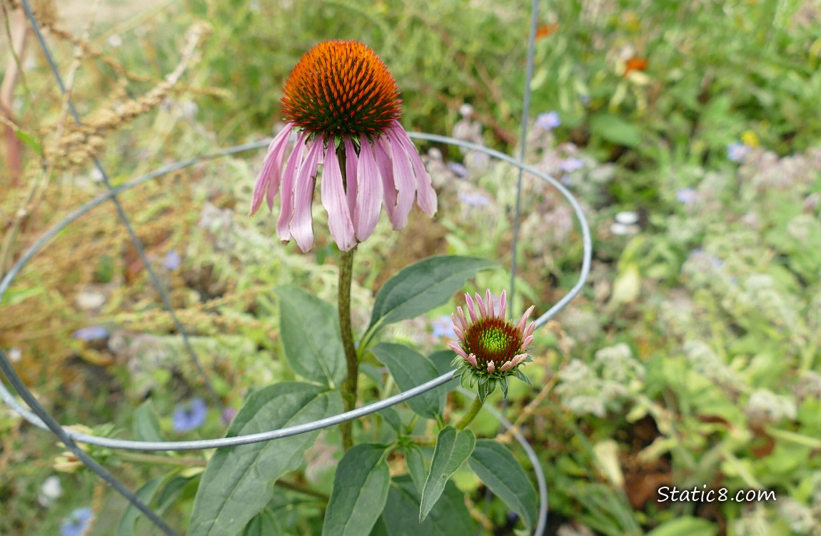 Pink Echinacea bloom with a second bud