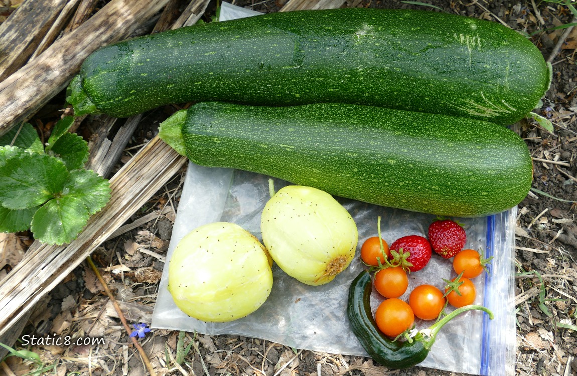 Harvested veggies laying on a ziplock on the ground, next to some green strawberry leaves