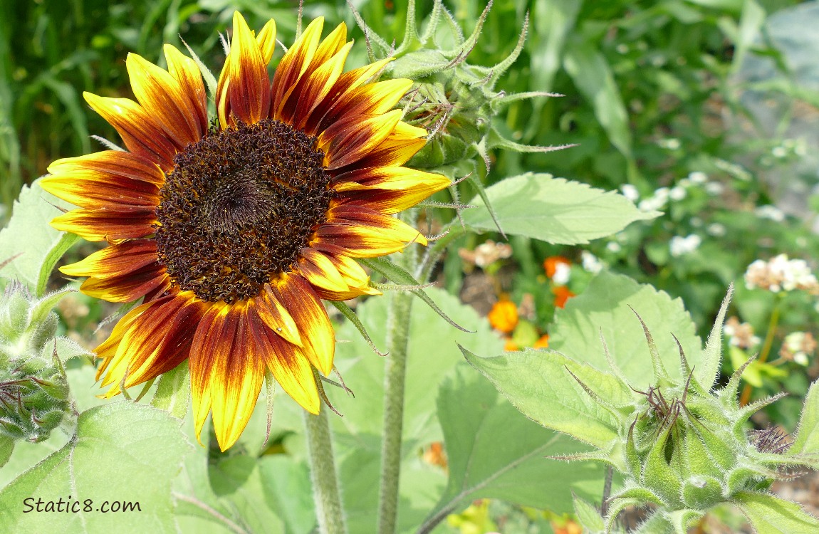 Sunflower blooming in a garden