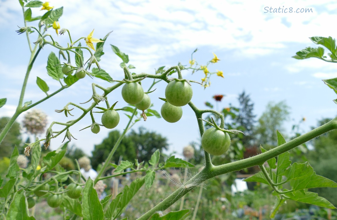 Green cherry tomatoes agaist a blue and white sky