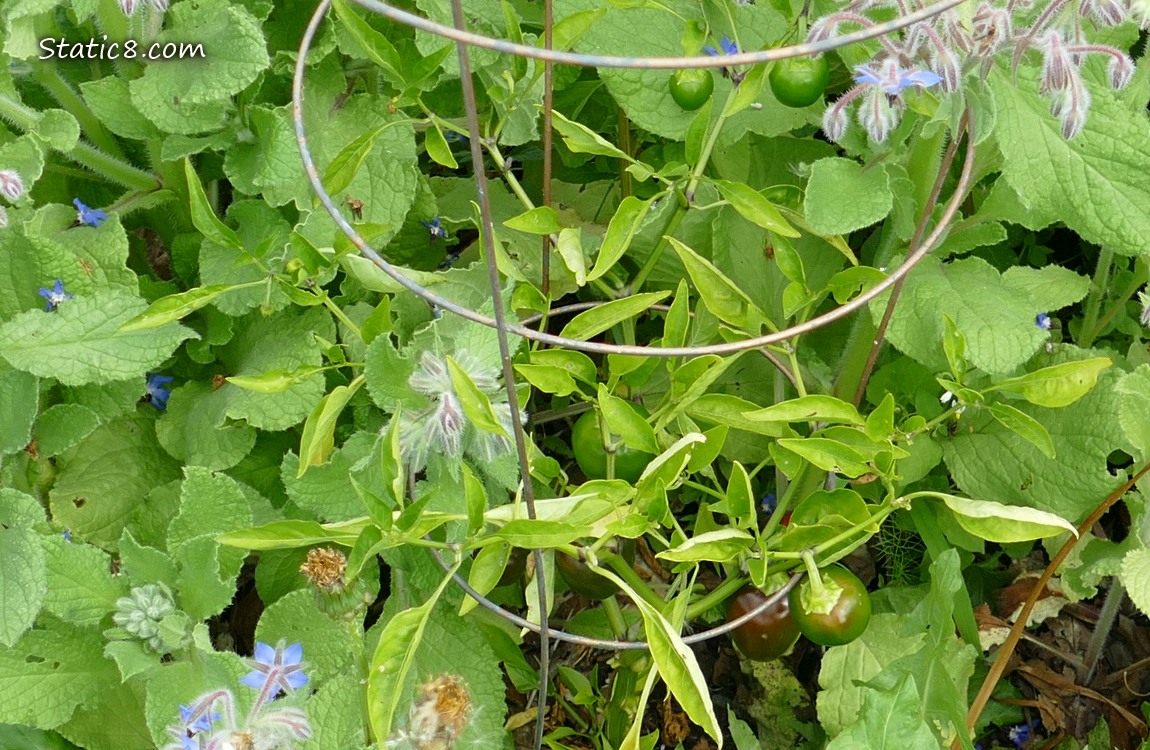 Pepper plant with ripening fruits, surrounded by Borage plants