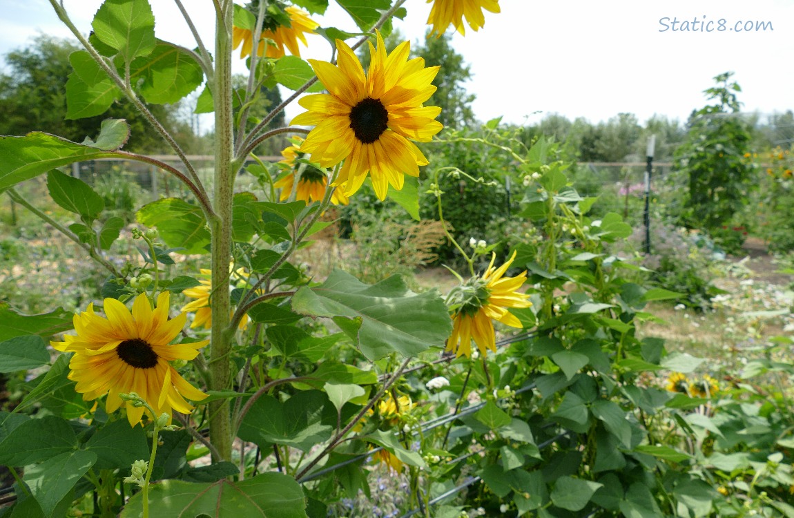 Sunflower blooming over bean plants