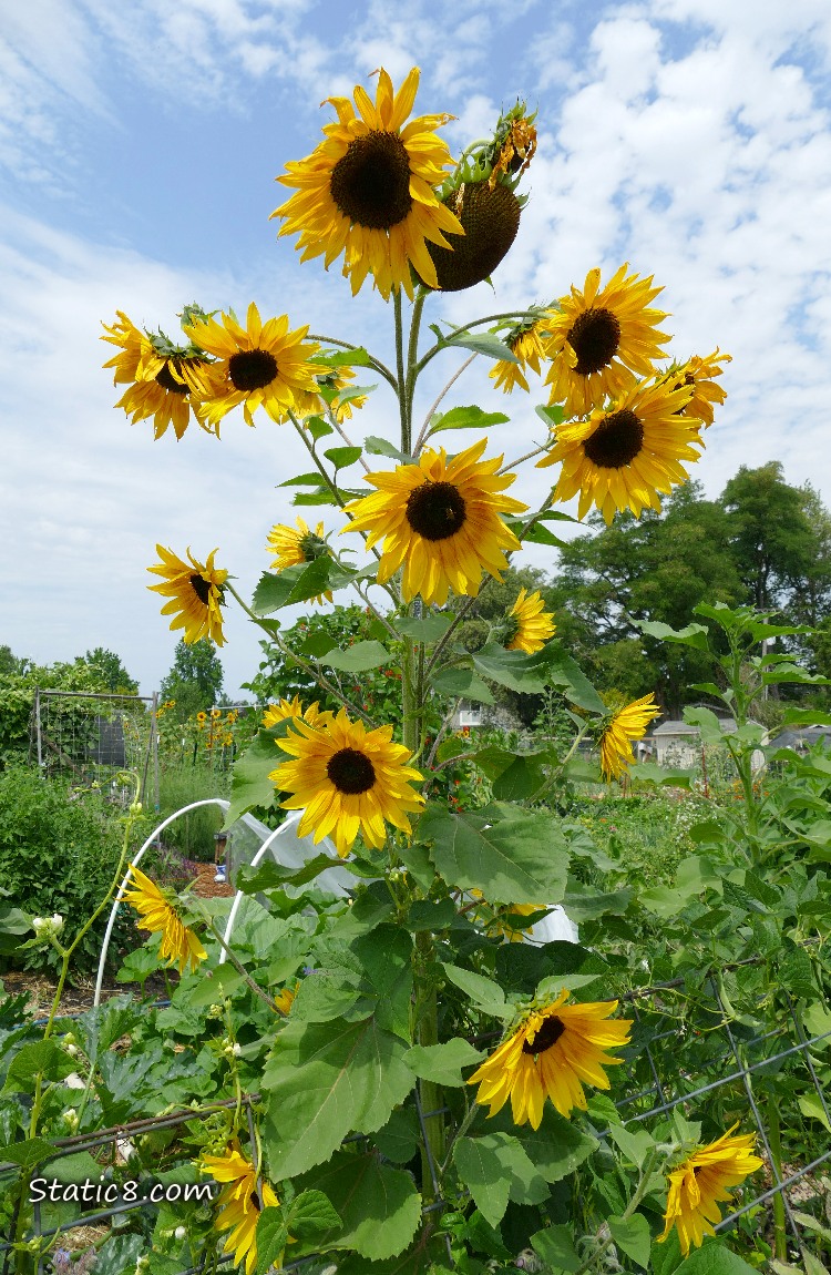 Sunflower blooms in front of a blue and white sky